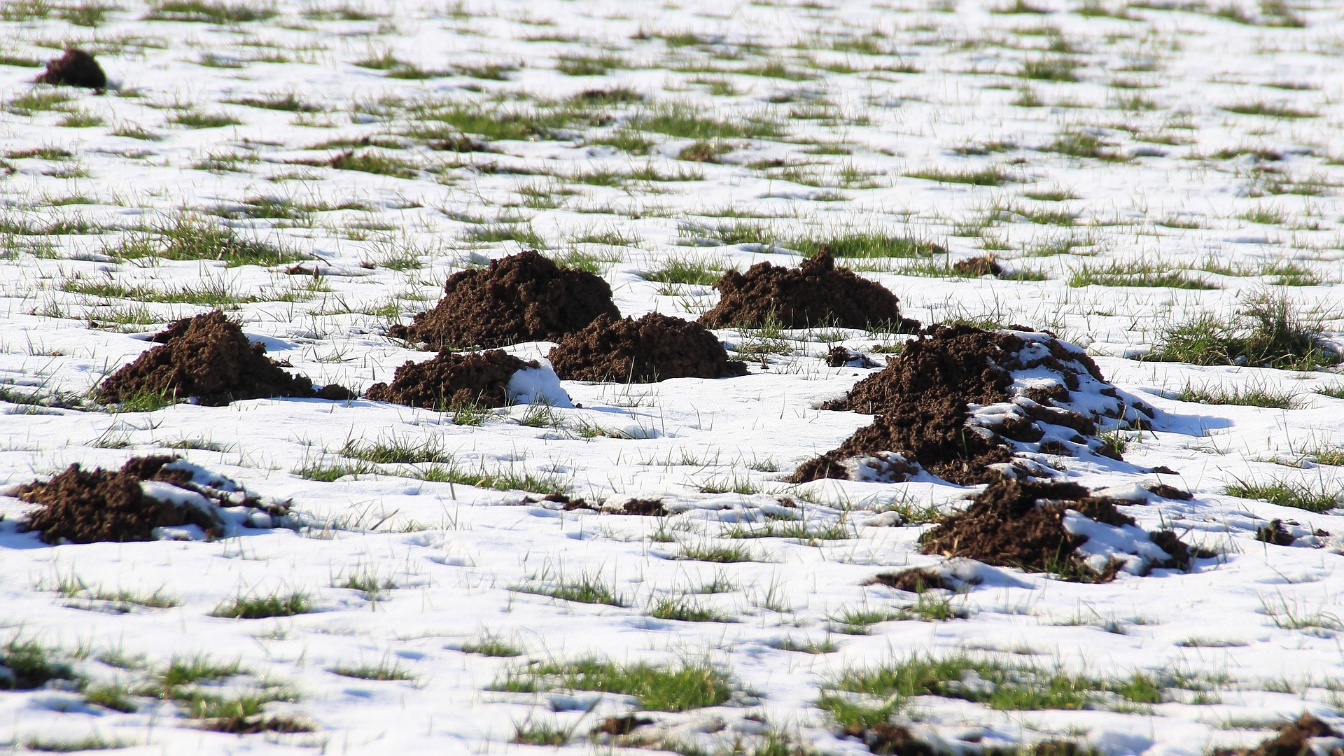 Rasen im Winter mit Maulwurfshügeln